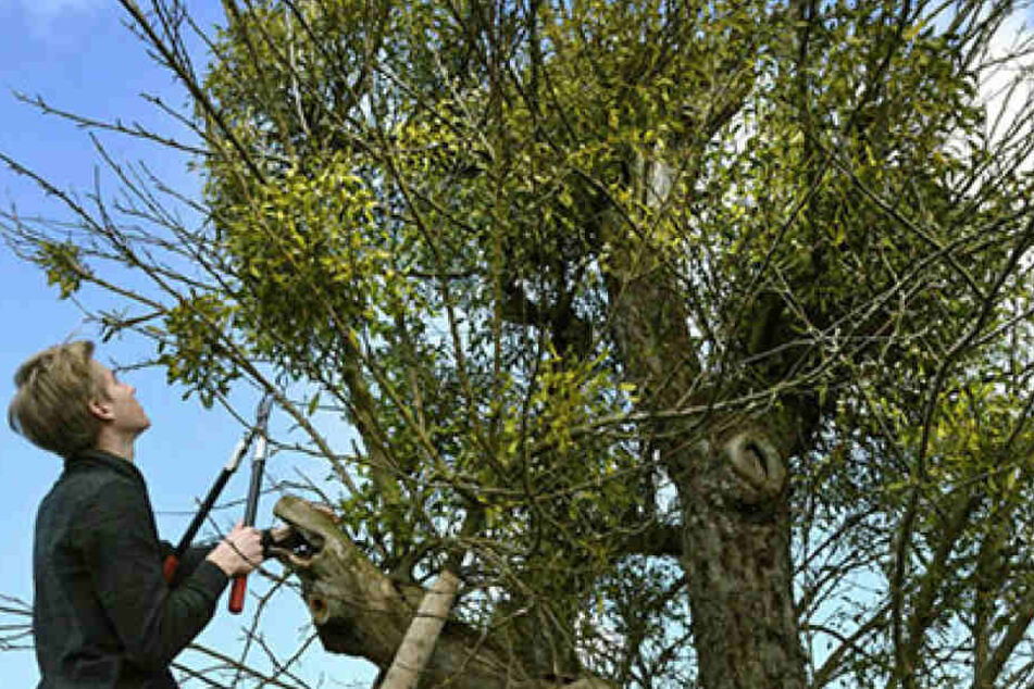 Über 50 Jahre alt ist dieser Apfelbaum auf einer Streuobstwiese in Hainichen.
Um ihn zu retten, hilft nur der radikale Rückschnitt der überhandnehmenden
Misteln.