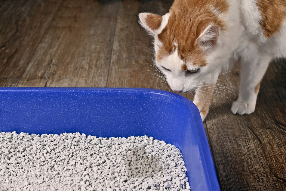 Welche Gründe kann es haben, dass eine Katze plötzlich Katzenstreu frisst?