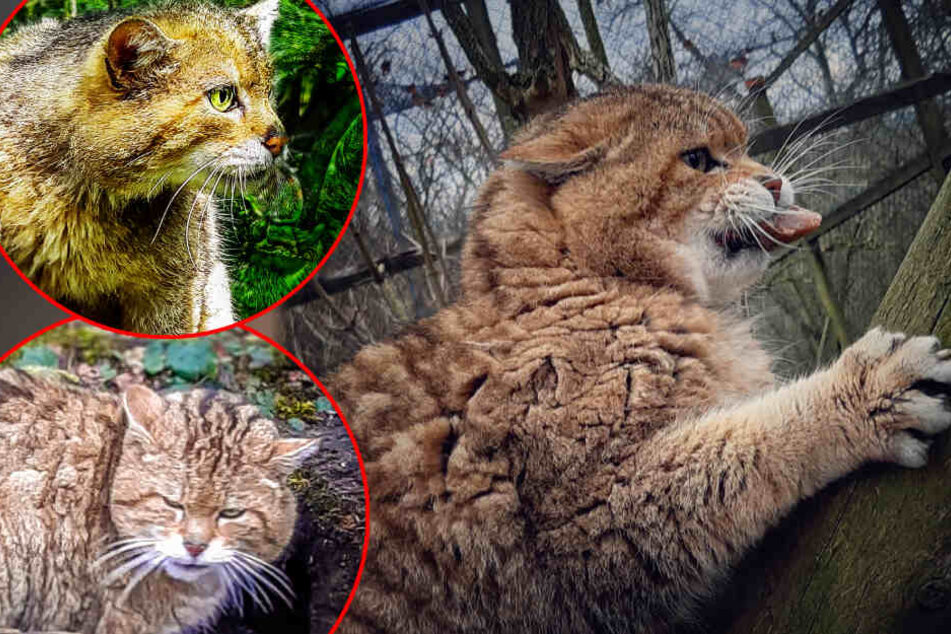 Tierischer Instagram-Star: Wildkater Waldemar erobert das Vogtland