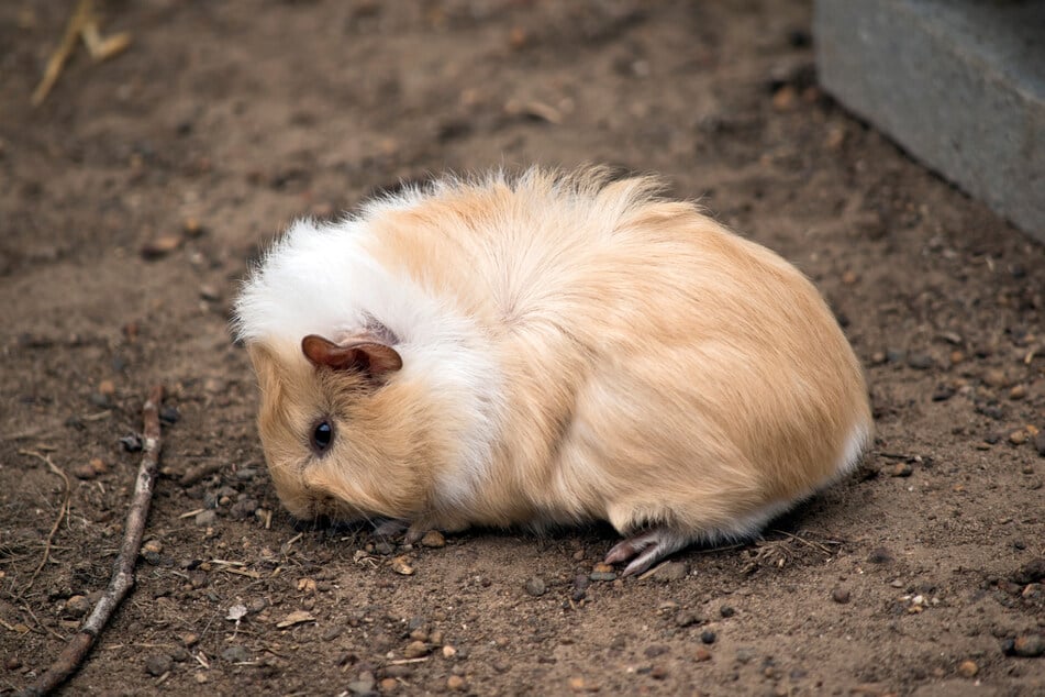 Meerschweinchenkot enthält wichtige Nährstoffe für die Tiere.