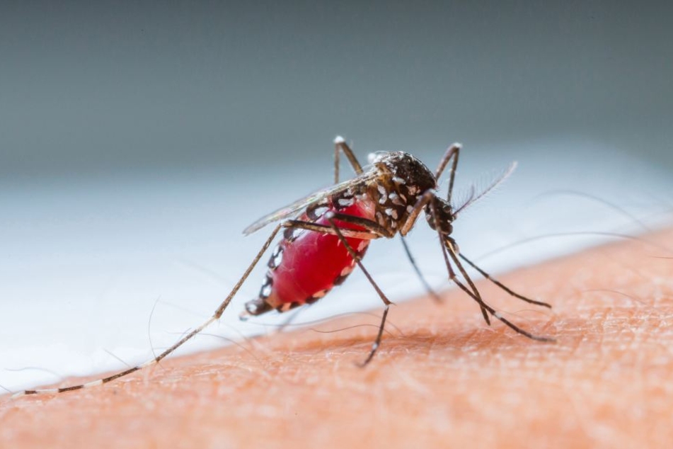 Plagegeister: Sobald es warm ist, sind Mücken wieder unterwegs und stechen zu.
