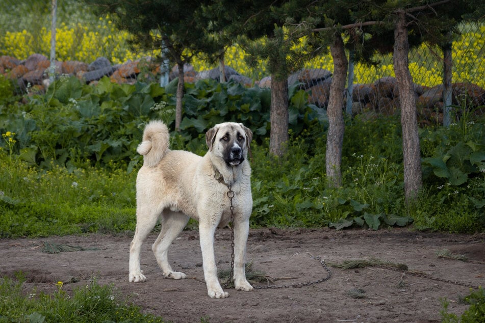 Der Kangal-Hirtenhund stammt ursprünglich aus der Türkei.