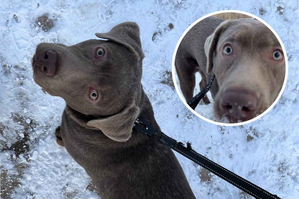 Wo sind seine Besitzer? Herrenloser Hund in Erfurt gefunden