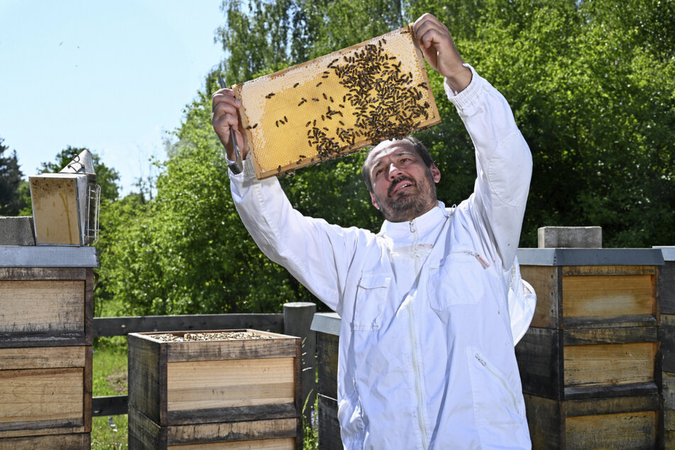 Die neun Bienenvölker beschaffen dem Imker drei Sorten Honig.