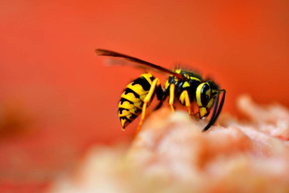 Wasps can sting you if you aren't careful.
