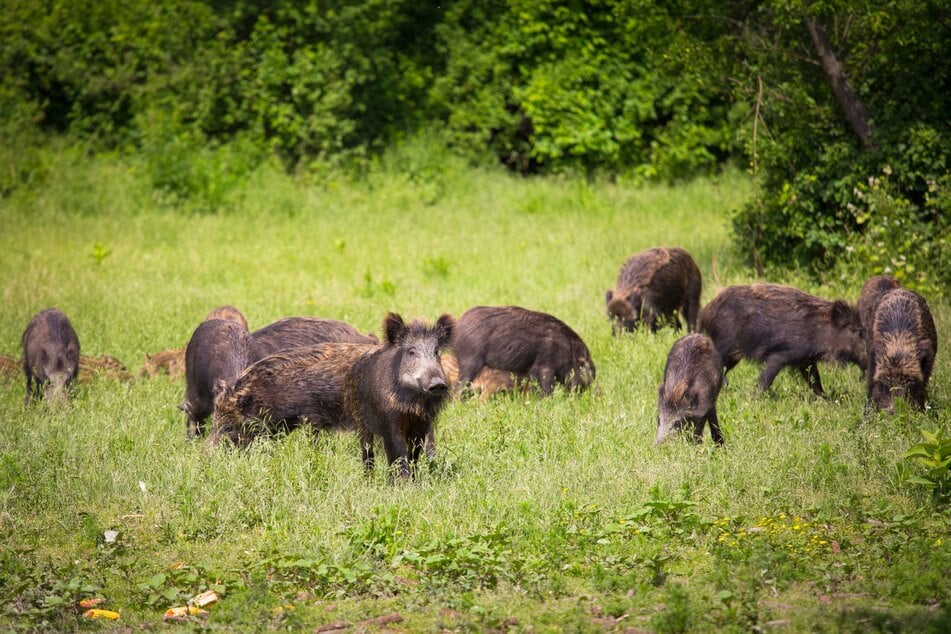 Auch in den Vorjahren wurden Wildschweine in NRW bereits intensiv bejagt.