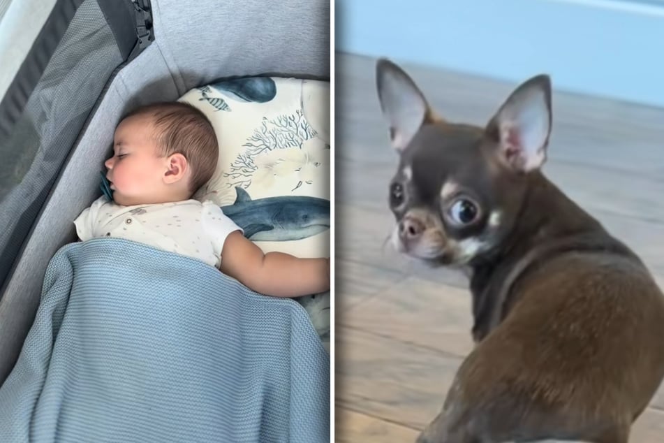 Wenn Baby Theodore schläft, will Chihuahua Bambi trotzdem bei ihm sein.