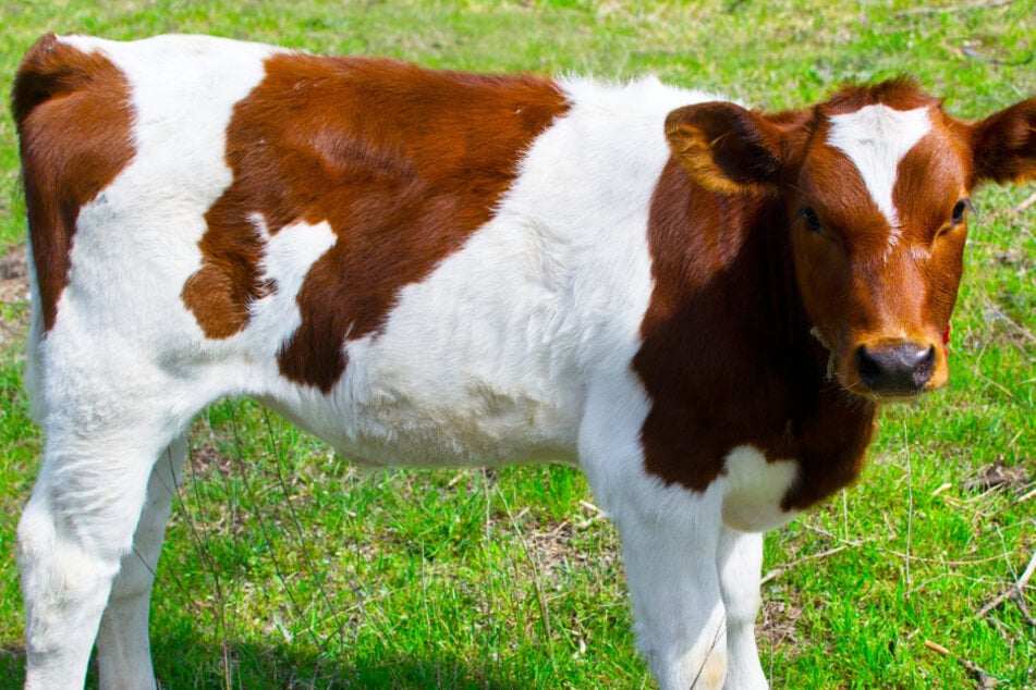 Die Polizei hat auf der A671 in Hessen ein Kalb mit mehreren Schüssen getötet (Symbolbild).