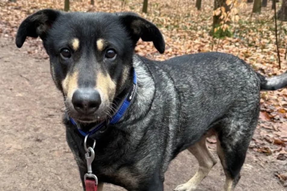 Hündin Daisy wurde im Tierheim Köln-Dellbrück auf Diät gesetzt und operiert. Seither hat die Fellnase schon tolle Fortschritte gemacht.