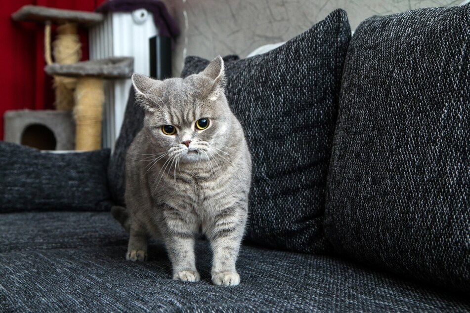 Man kann Katzen beibringen, auf Kommando vom Sofa und anderen Möbeln zu springen.
