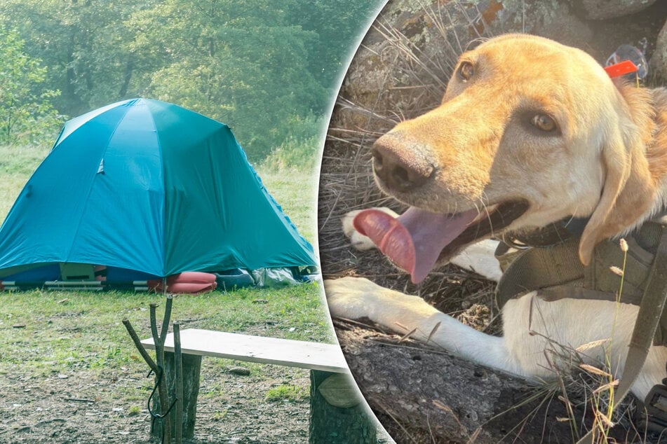 Drei Kinder vermisst: So konnte Polizeihund Arch bei der Suche helfen