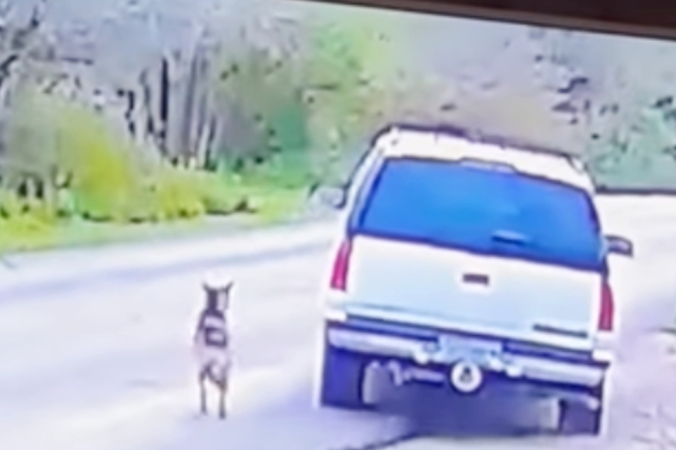 Das Tier lief panisch dem Auto seines Halters hinterher, doch dieser wollte nur schnell weg.