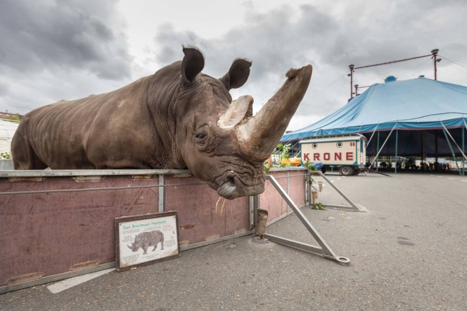 Circus Krone gastiert ab Mittwoch in Zwickau.