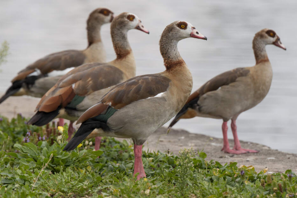 Die Nilgans gilt als invasive Art (Symbolfoto).