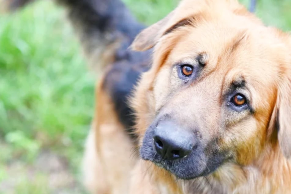 Mezcla de pastor alemán Rocco (2) del refugio de animales de Berlín busca un nuevo hogar.