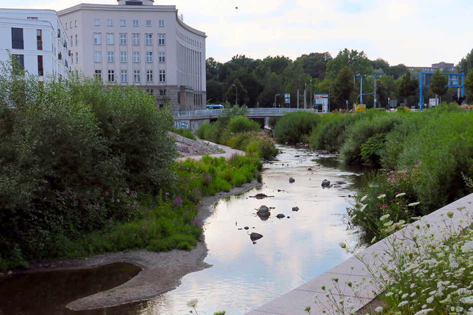 Die Chemnitz kommt am Pegel 1 nur noch auf 24 Zentimeter.