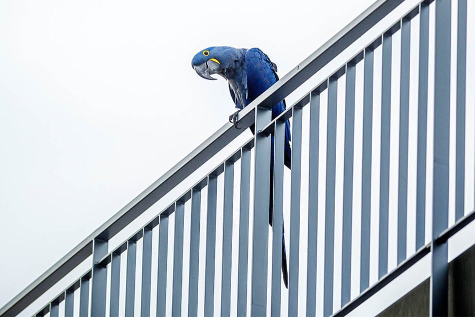 Kuckuck: Hin und wieder lässt sich der seltene Ara auf einem Balkon nieder.