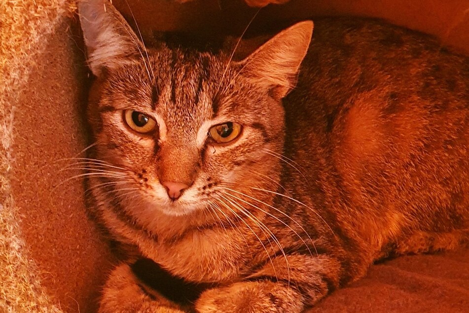 Der kleine Krümel sucht ein Zuhause, in dem er viele Rückzugsorte hat.
