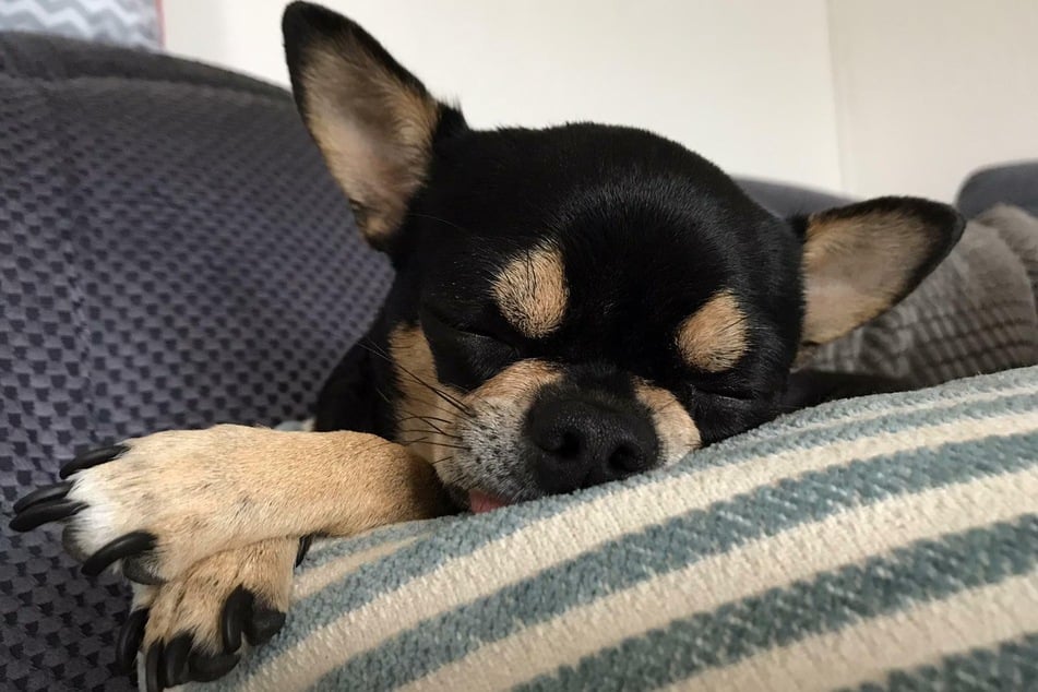 Chihuahuas don't usually need that much sleep.