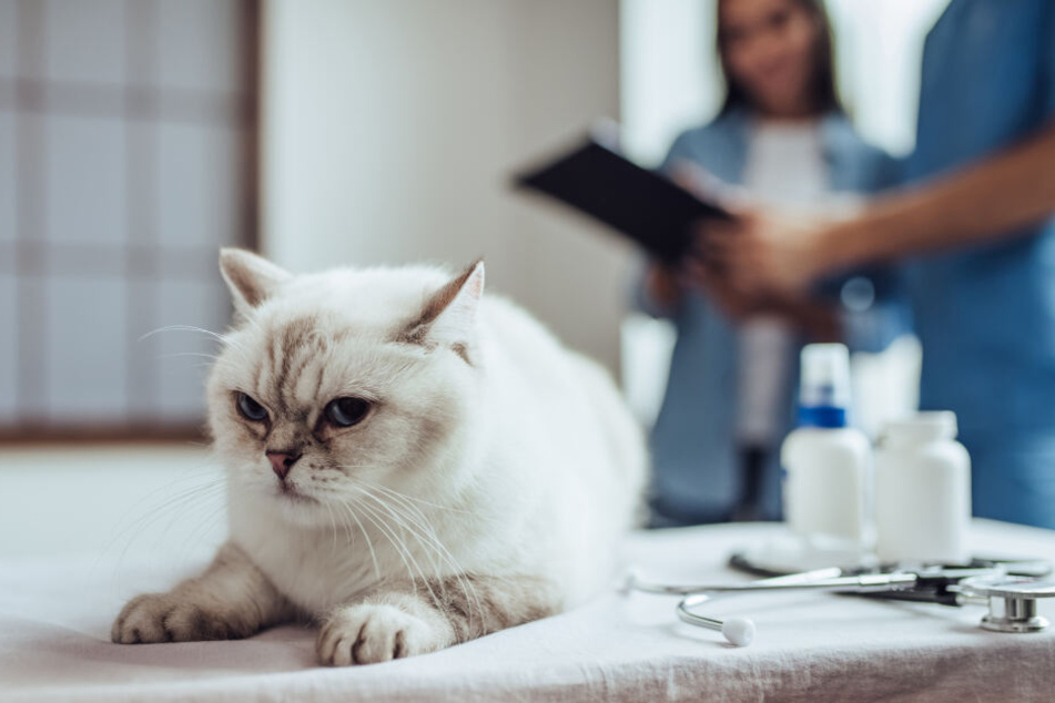 Die Katze wurde nach dem Schuss von einem Tierarzt untersucht (Symbolbild).