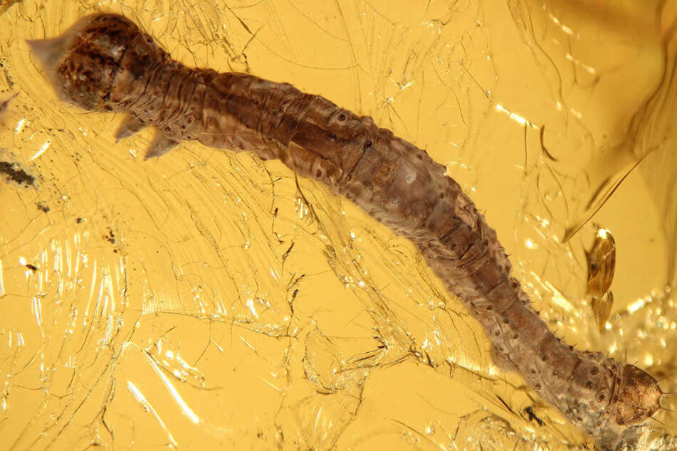 Eine 44 Millionen Jahre alte Großschmetterlingsraupe ist in Baltischen Bernstein eingeschlossen.