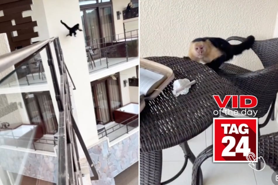 viral videos: Viral Video of the Day for November 15, 2024: Monkey comes to ruin woman's relaxing hotel day