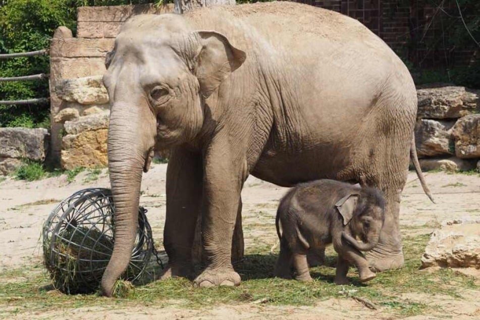 Bei "Elefant, Tiger & Co." dreht sich mal wieder vieles um Elefantenbaby Ben Long.