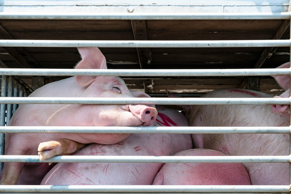 Die Mitarbeiter hätten vergeblich versucht, die Tiere aus dem Fahrzeug zu befreien. (Symbolbild)