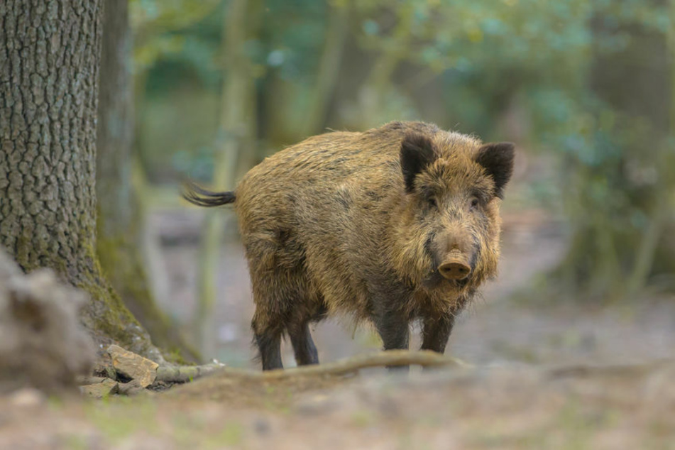 Weil es zu aggressiv war, wurde das Wildschwein getötet. (Symbolbild)