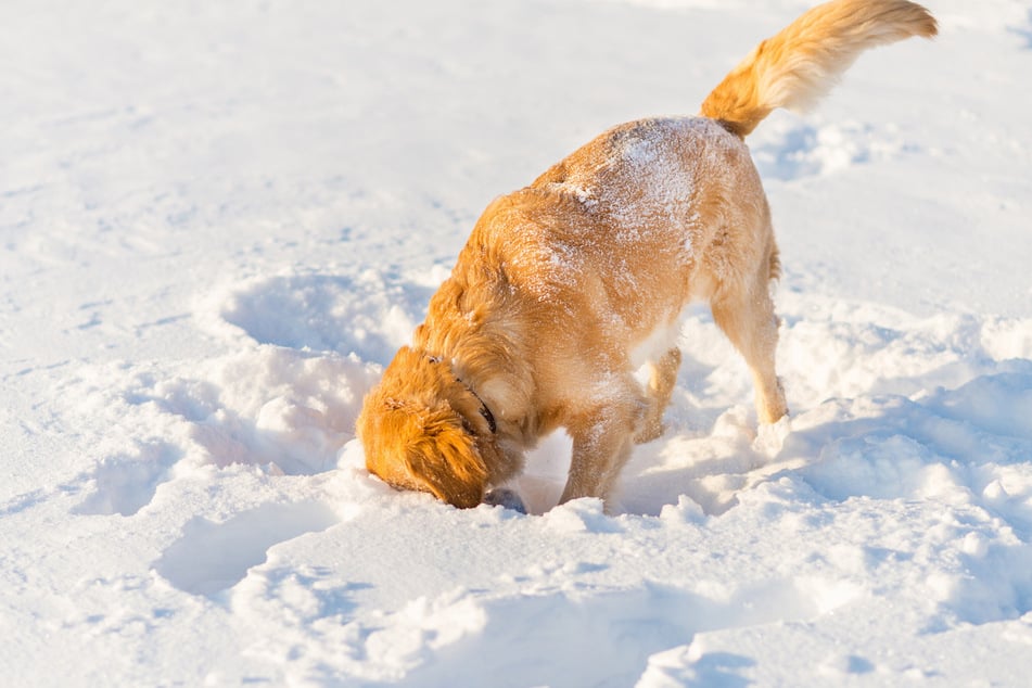 Hunde wühlen auch gern im Schnee, unter dem kleine Nager im Winter auf Nahrungssuche umherflitzen.