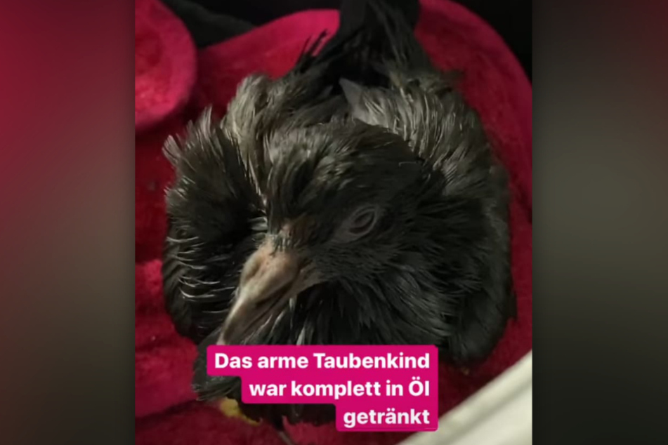 Trotz des schmutzigen Gefieders ist das Vögelchen wohlauf.