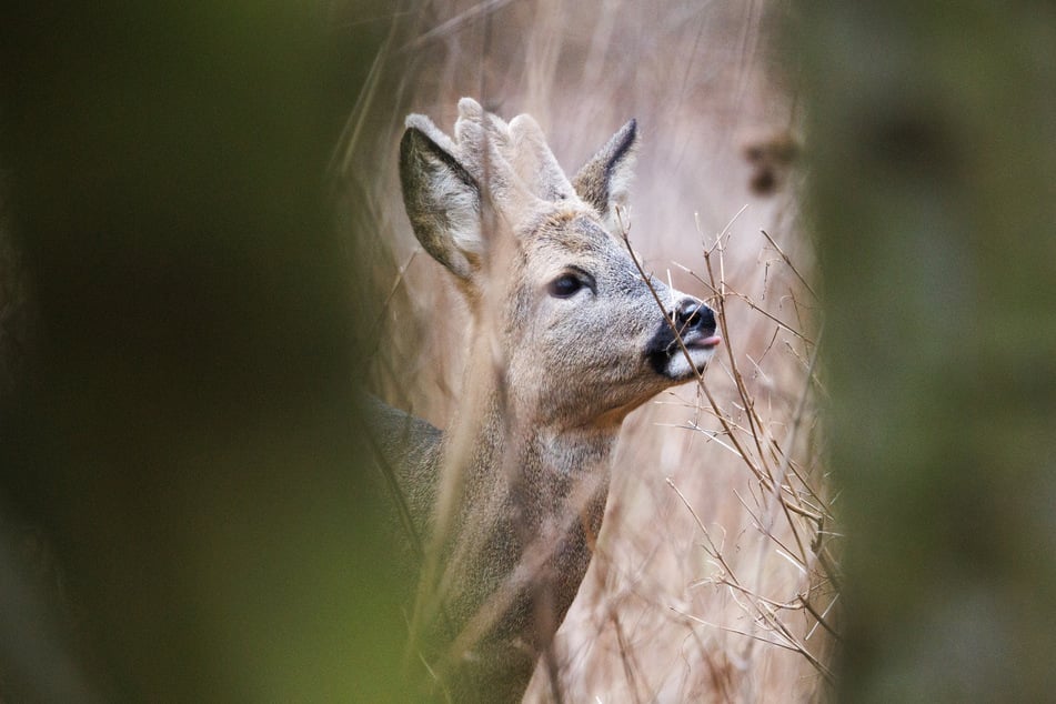 Ein Reh hat in Bonn für einen Einsatz von Polizei und Feuerwehr gesorgt. (Symbolbild)