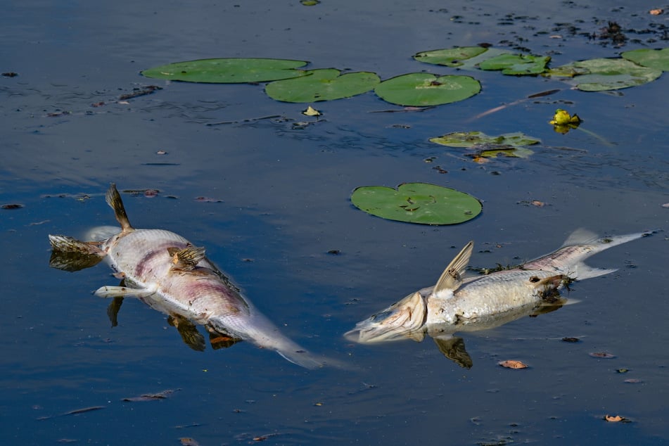 Bis zu 15.000 tote Fische wurden am Dienstag in Silstedt entdeckt. (Symbolbild)