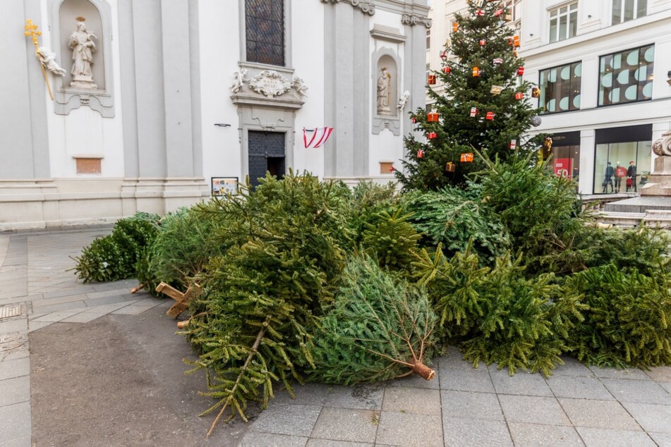 Weihnachtsbäume können an offiziellen Sammelstellen entsorgt werden.