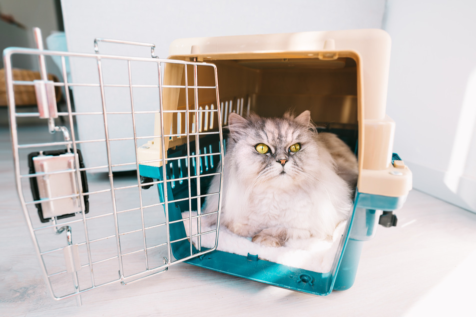 Man kann Baldrian als Lockmittel nutzen, um eine Katze an die Transportbox zu gewöhnen.