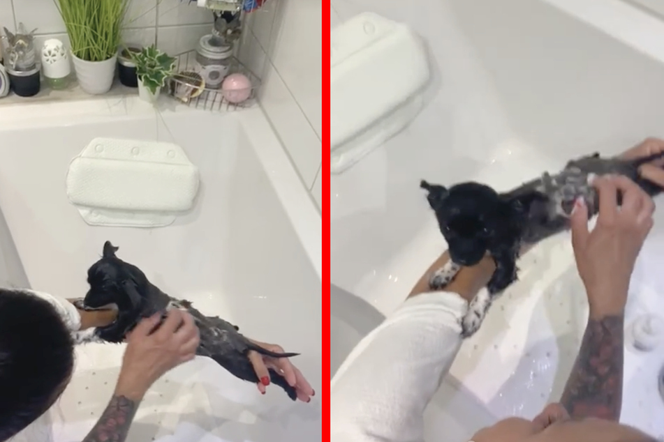 This little Chihuahua couldn't escape the bath, despite his best efforts.