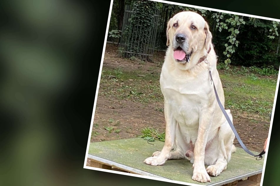 Besitzer war überfordert: Riesiger Hund verbrachte Großteil seines Lebens im Tierheim
