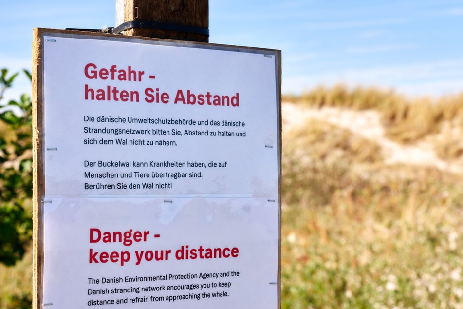 Die dänische Umweltschutzbehörde und das dänische Strandungsnetzwerk warnen auf einem Schild am Strand davor, sich dem toten Wal zu nähern.