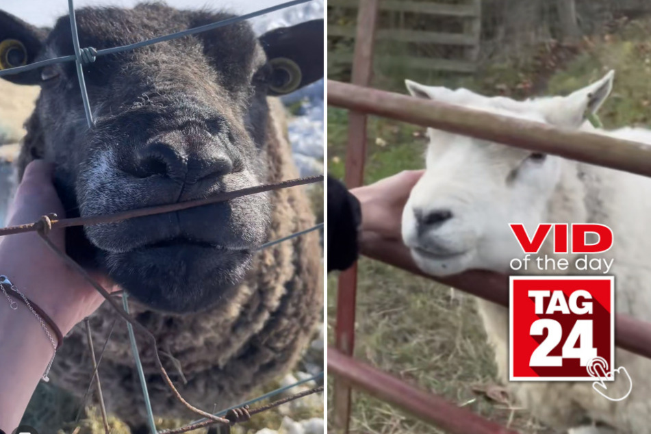 viral videos: Viral Video of the Day for May 16, 2023: A baa-eautiful friendship between a girl and a sheep