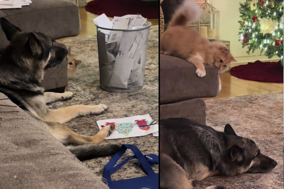 Der orangefarbene Kater konnte nicht aufhören, seinen großen Hunde-Bruder zu ärgern.