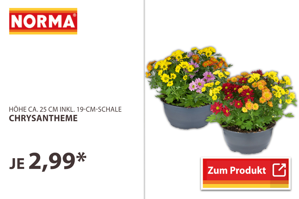 Chrysanthemen