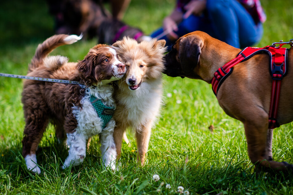 Sind sie nicht süß: Vor allem Hundewelpen sind derzeit schwer gefragt.