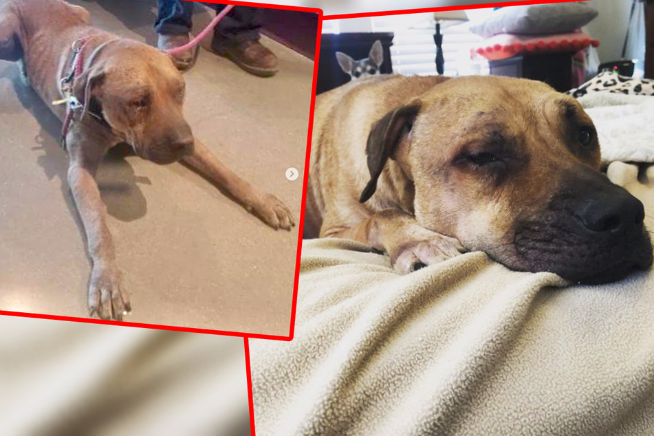 Chapo was chained up for four years, and it wasn't until his new temporary home that he found his way back to life.