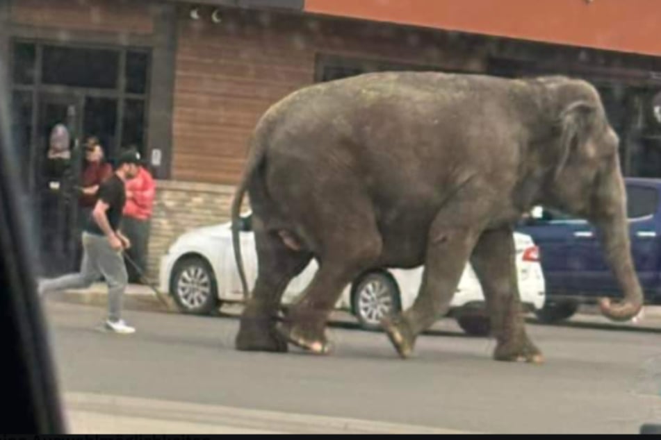 Elephant takes a stroll through traffic in wild Montana footage!