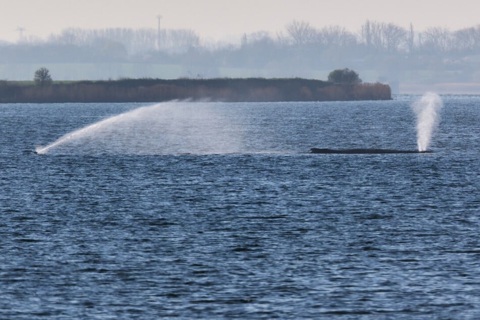 Buckelwal "Timmy" überlebt weitere Nacht: Tier keine Gefahr für Umwelt
