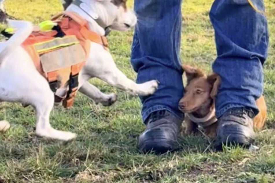 Der Welpe kauerte sich kurzerhand hinter die Beine eines fremden Hundehalters.