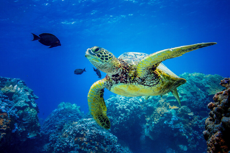 Grüne Meeresschildkröten gibt es seit mehr als 150 Millionen Jahren und sie verbringen etwa 95 Prozent ihres Lebens im Wasser. Umso besonderer ist es, einem Exemplar ganz nah zu sehen ... oder eben auch nicht.