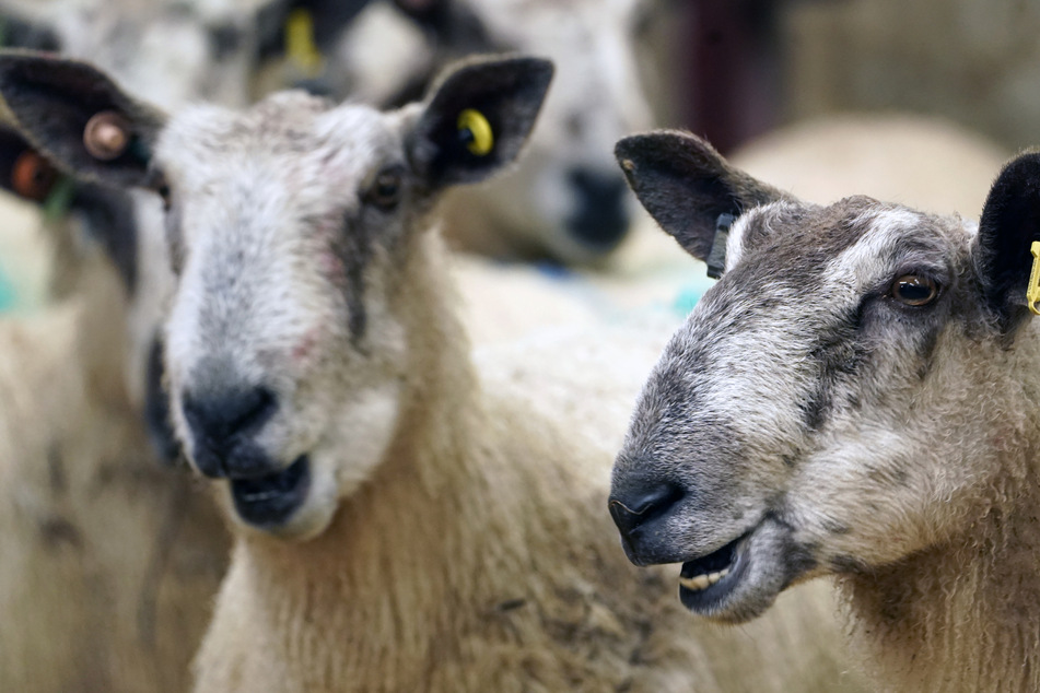 Wer hat die Schafe geklaut? Diebstahl von 47 Mutterschafen in Sachsen-Anhalt