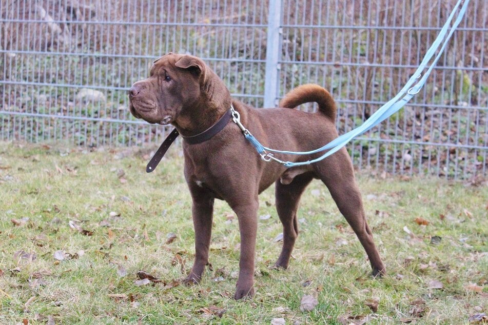 Shar Pei "Rosco" hofft auf Halter mit Erfahrung im Umgang mit anspruchsvollen Hunden.