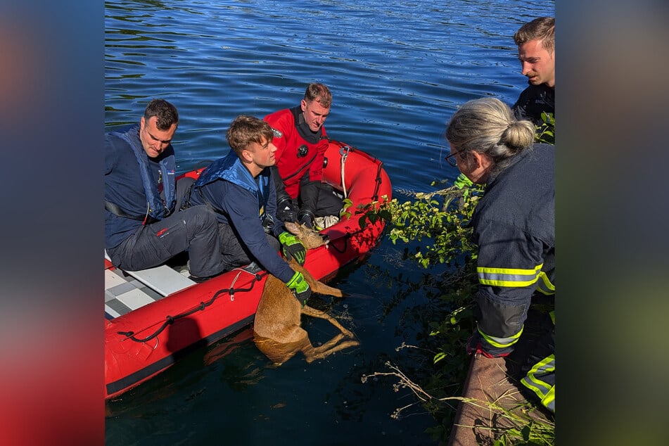 Am Samstagmorgen rettete die Dortmunder Feuerwehr ein Reh aus einem Kanal.